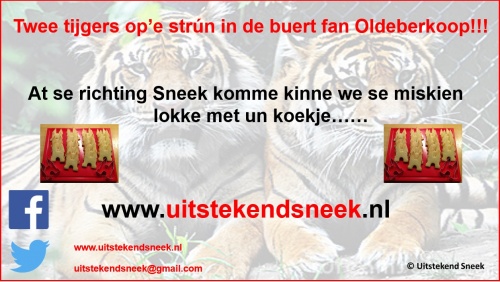 Loslopende tijgers in Oldeberkoop Loslopende tijgers in Oldeberkoop